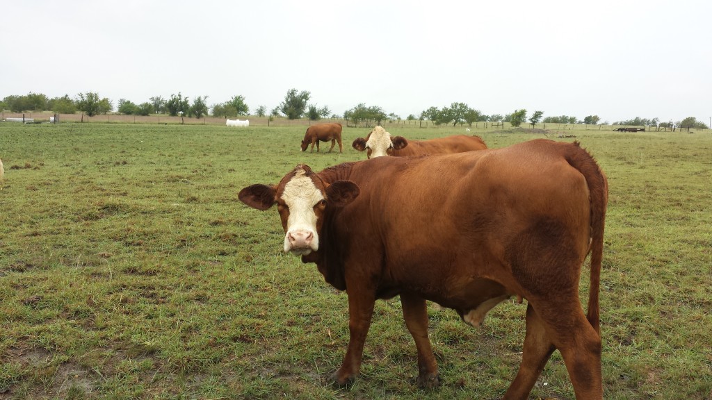 400 Million Fewer Animals Were Killed for Food Last Year vs. 2007 ...